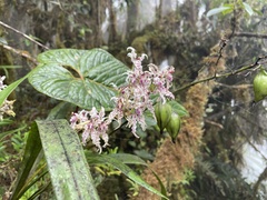 Cyrtochilum ramosissimum
