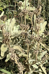 Phlomis italica