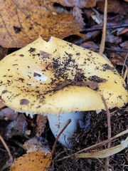 Russula ochroleuca