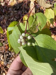 Cornus sericea