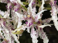 Cyrtochilum ramosissimum