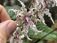 Cyrtochilum ramosissimum