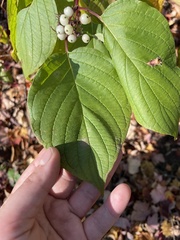 Cornus sericea