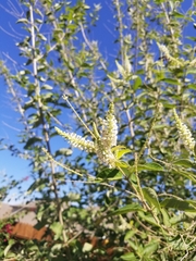 Aloysia
