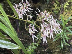 Cyrtochilum ramosissimum