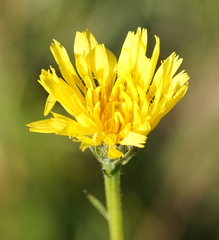 Crepis biennis