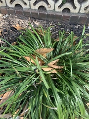 Ophiopogoneae