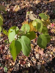 Cornus sericea