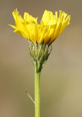 Crepis biennis