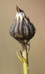 Crepis biennis