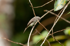 Contopus cinereus