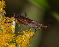Sepedon fuscipennis