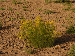 Senecio pampeanus