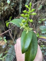 Epidendrum oxycalyx