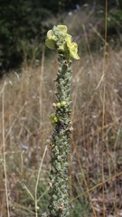 Verbascum phlomoides