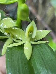 Epidendrum oxycalyx