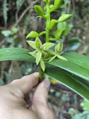 Epidendrum oxycalyx