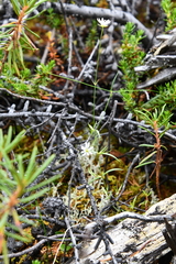 Stellaria peduncularis