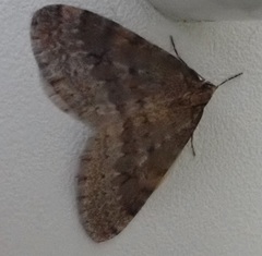 Operophtera bruceata