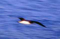 Calonectris diomedea