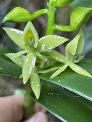 Epidendrum oxycalyx