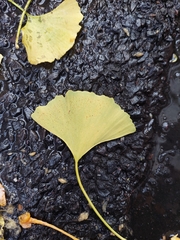 Ginkgo biloba