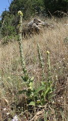 Verbascum phlomoides
