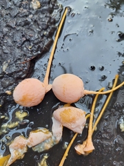 Ginkgo biloba