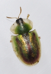 Cassida vittata