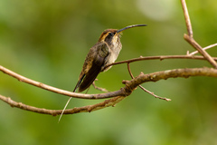 Phaethornis eurynome