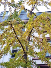 Ginkgo biloba