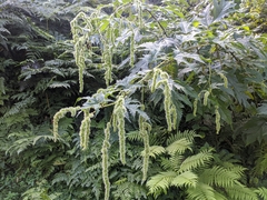 Girardinia diversifolia