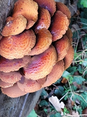 Pholiota adiposa