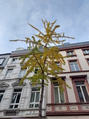 Ginkgo biloba