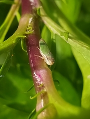 Bucephalogonia xanthophis