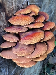 Pholiota adiposa