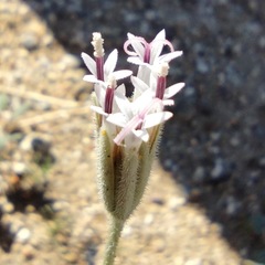 Palafoxia arida arida