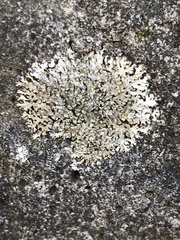 Phaeophyscia adiastola