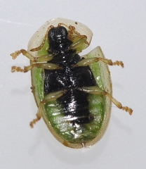 Cassida vittata