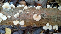 Panellus mitis