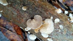 Panellus mitis