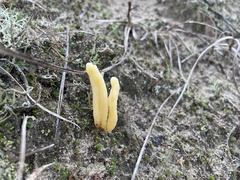 Clavaria argillacea