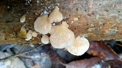 Panellus mitis
