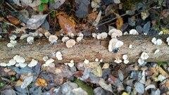 Panellus mitis