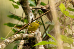 Myiothlypis flaveola
