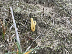 Clavaria argillacea
