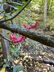 Euonymus atropurpureus
