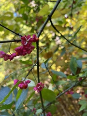 Euonymus atropurpureus
