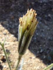 Palafoxia arida arida