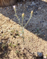 Palafoxia arida arida
